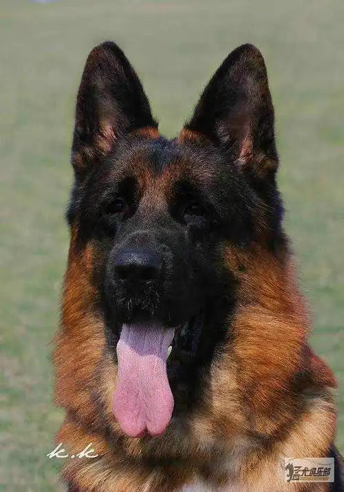 最爱德牧 - 综合工作犬 - 猛犬俱乐部-中国具有影响力的猛犬网站