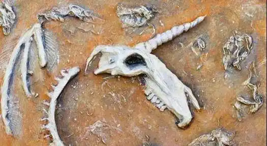 传说故事中的"独角兽"真的存在吗?到底是何物种?_生物_化石_地球