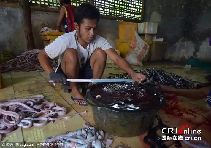 实拍印尼屠蛇场手剥蛇皮尸体成蛇干组图