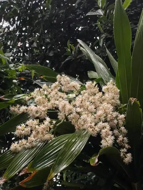 香龙血树开花了