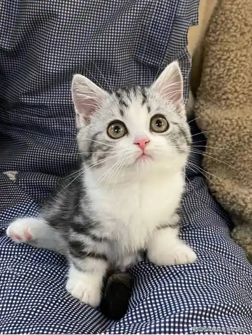 东莞买美短起司猫首页网站(东莞东城区)买美短起司猫哪里有实体店