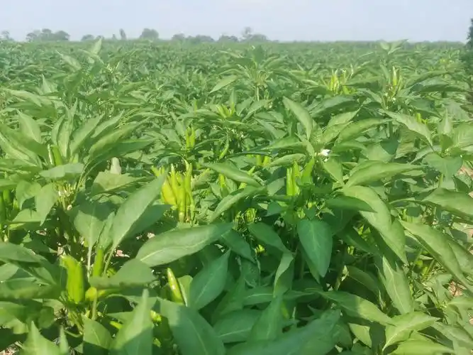 禹州市古城镇魏庄村积极发展现代农业特色种植