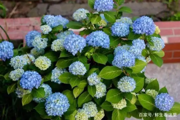 土绣球花期时间在6-8月,而无尽夏从五月开始孕蕾,一直开到九月份左右.