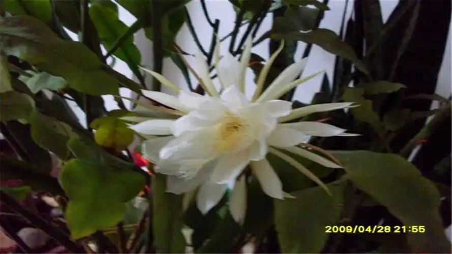 金轮王出现世间,以大福德力故,感得此花出现,人身难得,如优昙花