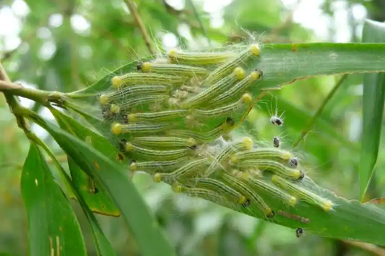 蝶舞云南箭环蝶蝴蝶大爆发奇观的c位担当