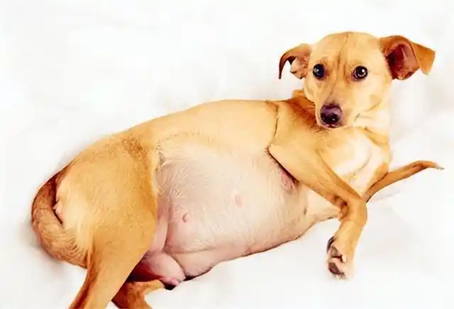 狗狗有耳螨会传染给孕妇吗(宠物怀孕怎么照顾)(5)