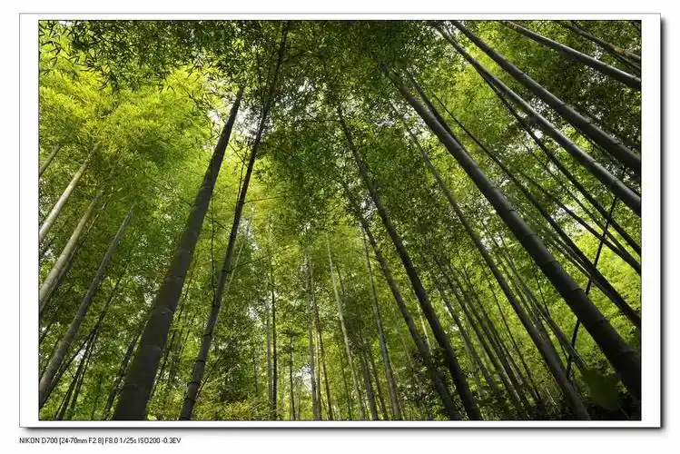 竹林的冲击力_风景_poco摄影