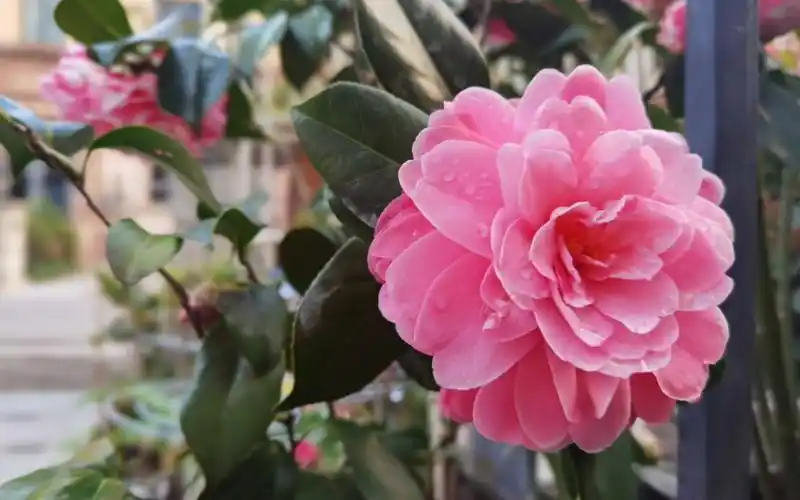 永远的香奈儿我最喜欢的茶花乔伊