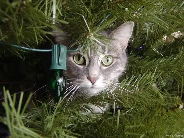 猫咪体外驱虫药物选用:安全,有效驱虫方案