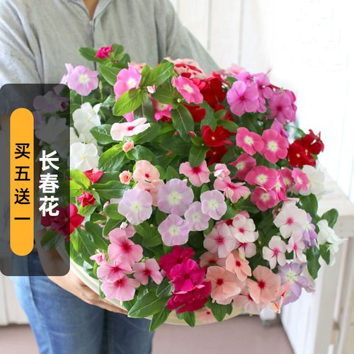 长春花籽50粒日日春四季梅五叶梅种子长花期花坛阳台室外盆活春播