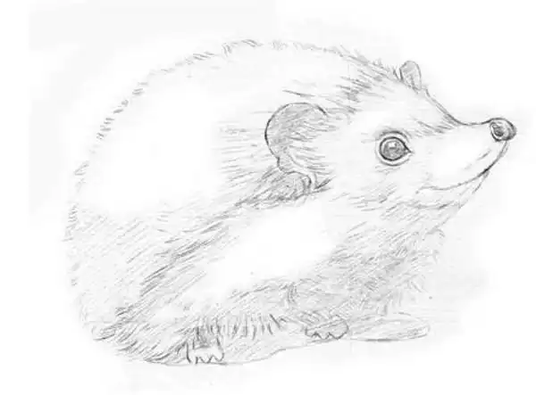 刺猬素描画教程刺猬素描画简单好看易画快收藏吧