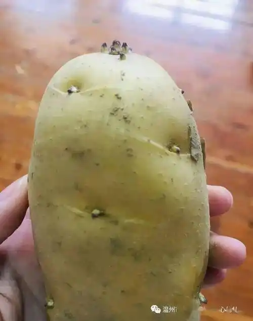 呀土豆之旅沙城中心幼儿园茉莉班班本课程