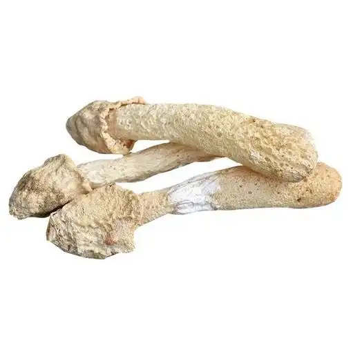 丽饮野生竹荪菌