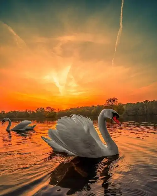 风景唯美美丽的天鹅湖一个孩子和我说他见过红色的湖我一直以为是他的