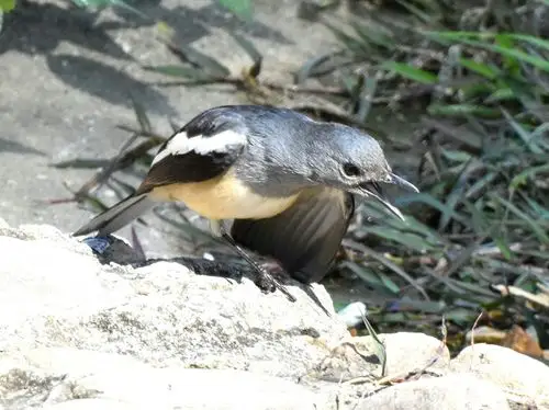 四喜鸟性格活泼好动,觅食时常摆尾,不分四季晨昏,在高兴时会在树枝或