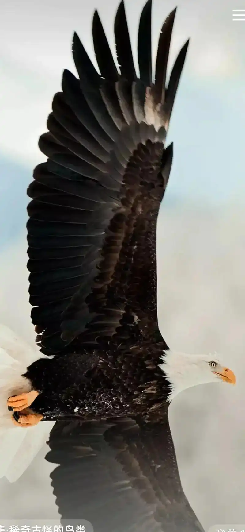 老鹰的王者叫声#老鹰展翅翱翔于天空 # - 抖音