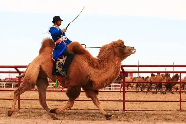 阿拉善盟为何被称为"中国骆驼之乡"?揭秘内蒙古不一样的那达慕