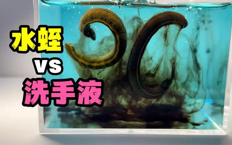 把一只大水蛭扔进洗手液!会发生什么事?