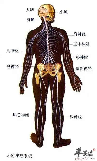 调节神经的强度,就是调节生命的质量