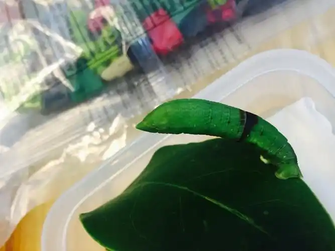 其它 尺蛾577月18日预蛹7月20日蛹成 7月28日