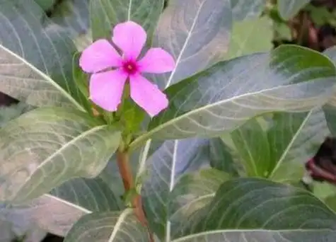 四季春花有毒吗可以放在室内养吗