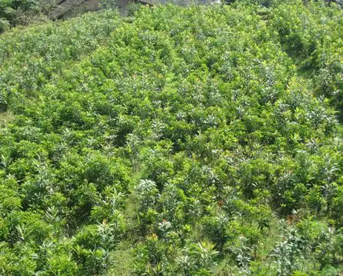 科技种植惹女人喜爱的水果_靖州县现代果苗科技_湖南怀化杨梅苗基地