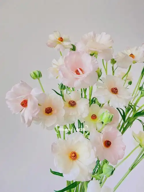 香槟粉蝴蝶洋牡丹