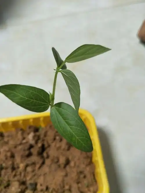 小绿豆苗的成长记