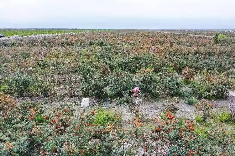 温宿沙棘种植让戈壁生金