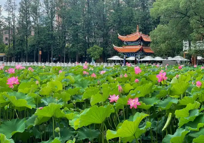 翠湖公园内荷花盛开 周灿 摄