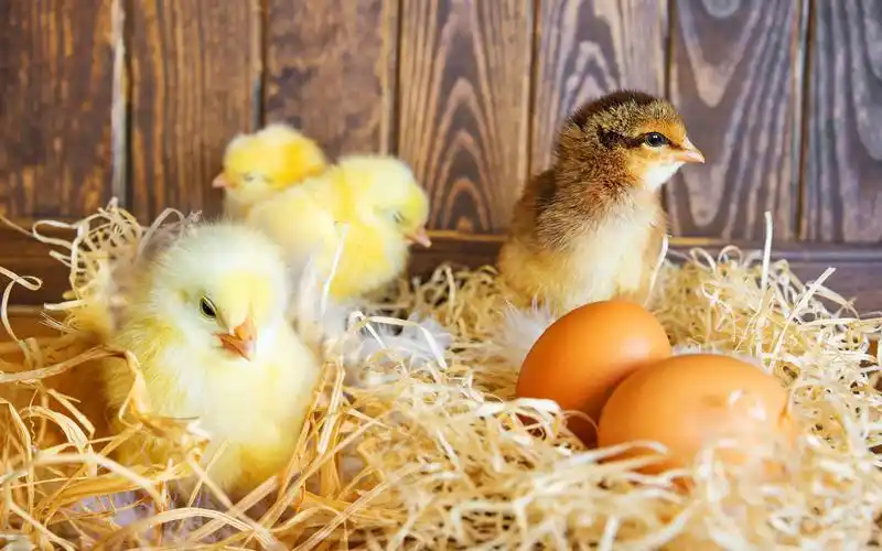 孵化出壳的小鸡图片