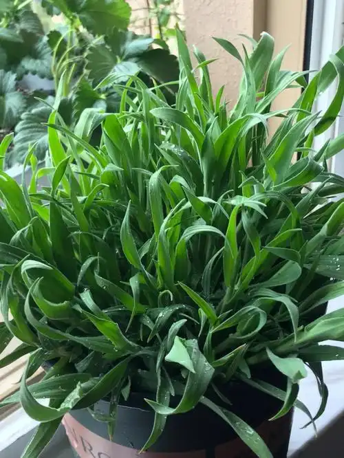 定植2个月后的兔尾草种植记录