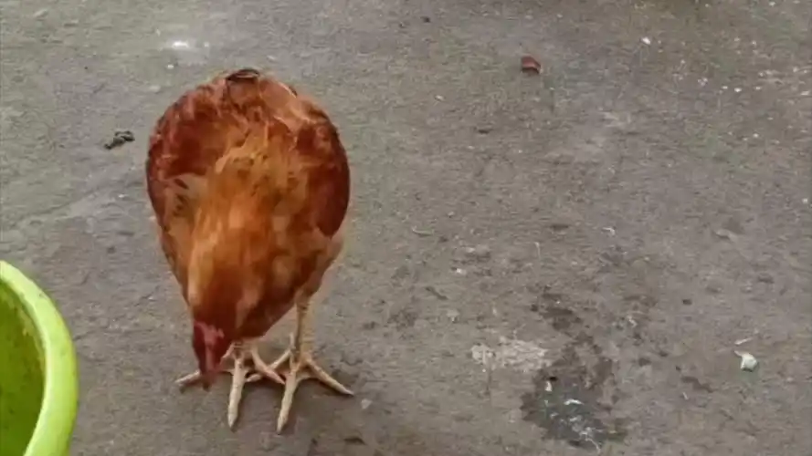 无尾巴的大公鸡