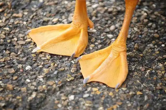 其实鸭子的脚没有神经和血管,所以它们不会感觉到温度的变化