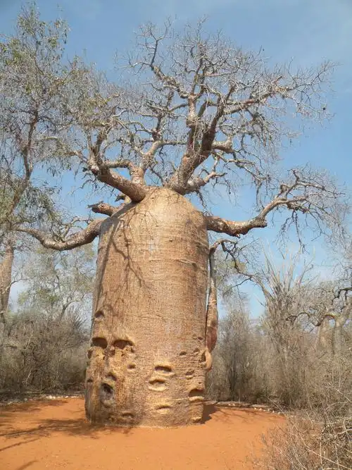神奇的非洲猴面包树