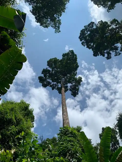 西双版纳热带雨林国家公园望天树景区