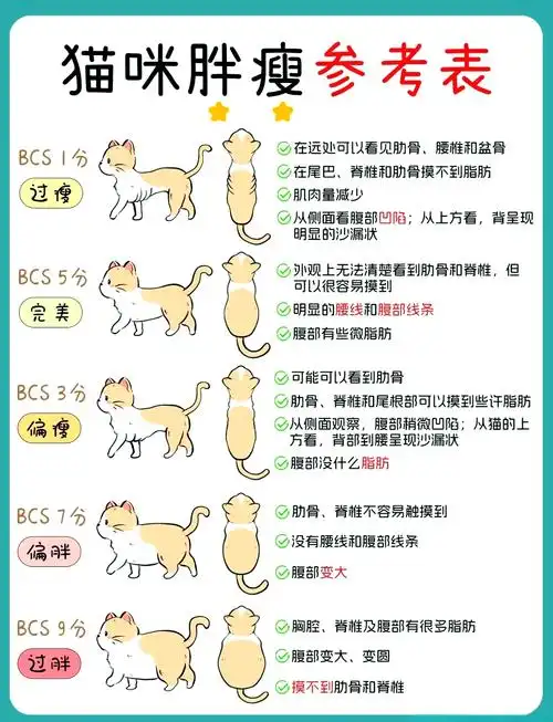 🐱猫咪体重建议与健康指南