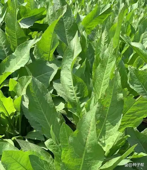 年收割6-8次的牧草,鲁梅克斯杂交品种,南北方都可种植,营养好