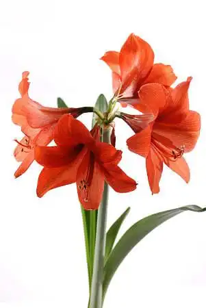 红花图片_图片大全