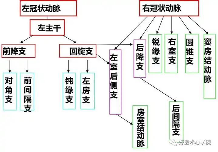 如果病人发生下壁心肌梗死,则有两种可能——回旋支闭塞或右冠闭塞