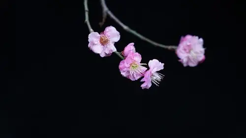 首发一枝梅花迎春来