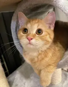 000人付款淘宝热卖橘猫活幼体狸花猫幼猫狮子猫家养小土猫橘白猫梵花