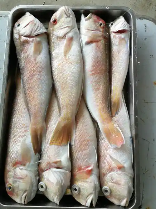 海耕农海产(海鱼)