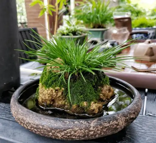 蒲友菖蒲盆景作品欣赏