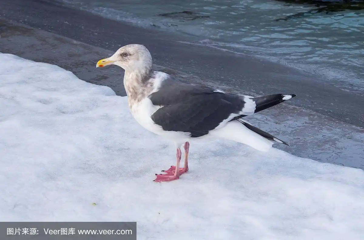 两只红蹼脚站在雪地上的海鸥