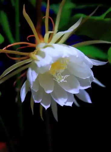 再现昙花绽放 - 美篇