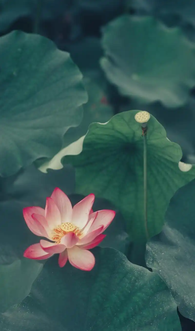 清新简约荷花治愈系壁纸