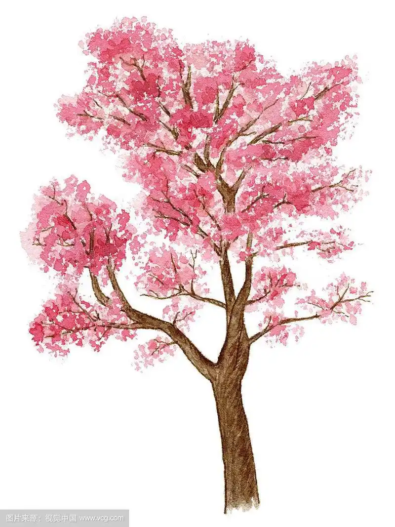 手绘钢笔淡彩粉色樱花树植物树木