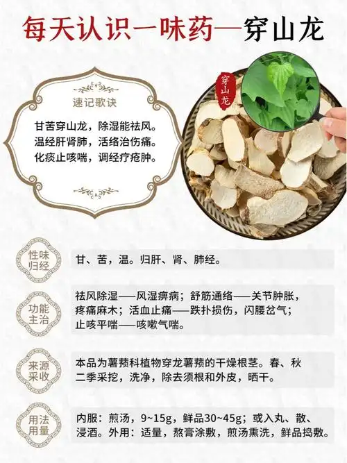 每天认识一味药~穿山龙