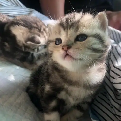 美短幼崽找新家